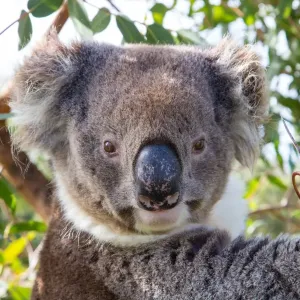 Koala in a gum tree. South Australia Koala in a gum tree. South Australia