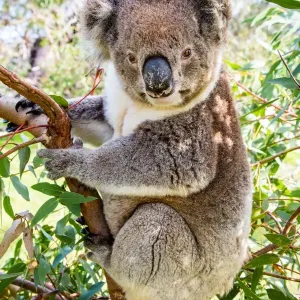 Koala in a gum tree. South Australia Koala in a gum tree. South Australia