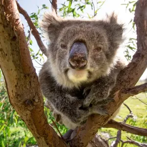 Koala in a gum tree. South Australia Koala in a gum tree. South Australia