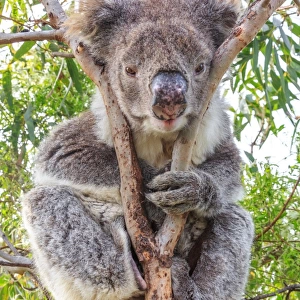 Koala in a gum tree. South Australia