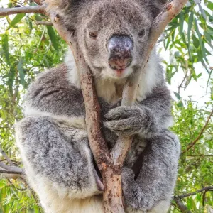 Koala in a gum tree. South Australia Koala in a gum tree. South Australia