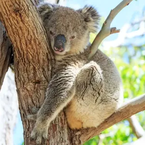South Australian Koala Gum Tree Print