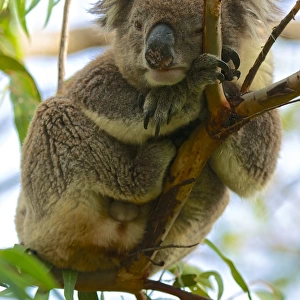 Koala, I m trying to sleep