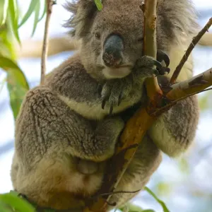 Koala, I m trying to sleep Koala, I m trying to sleep