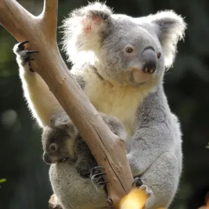 Koala and Joey Print, Queensland Landscape
