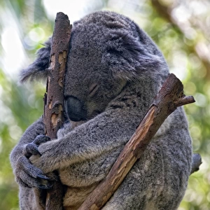 Koala Meditating