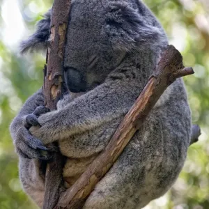 Print of a Koala in Meditation
