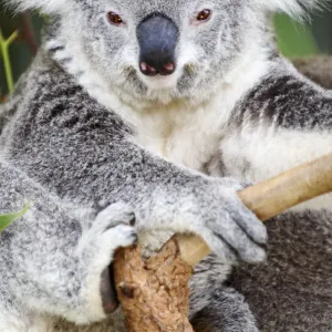 Koala (Phascolarctos cinereus) Koala (Phascolarctos cinereus)