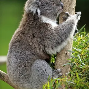 Koala -Phascolarctos cinereus-, adult on tree, Victoria, Australia Koala -Phascolarctos cinereus-, adult on tree, Victoria, Australia