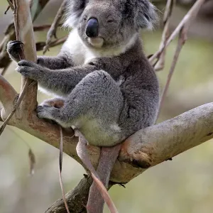 Koala Print - Adult on Tree, Victoria, Australia