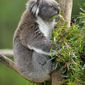 Koala -Phascolarctos cinereus-, adult on tree, feeding, Victoria, Australia Koala -Phascolarctos cinereus-, adult on tree, feeding, Victoria, Australia