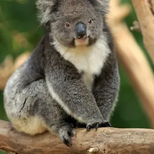 Koala, (Phascolarctos cinereus) Koala, (Phascolarctos cinereus)
