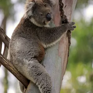 Koala, (Phascolarctos cinereus) Koala, (Phascolarctos cinereus)