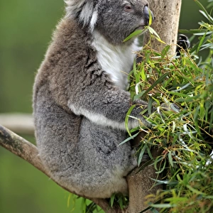Koala -Phascolarctos cinereus-, adult on tree, feeding, Victoria, Australia