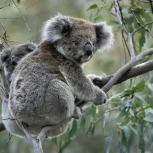 Koala Print with Baby in Gum Tree