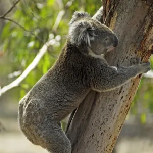 Koala on Philipp Island, State of Victoria, Australia Koala on Philipp Island, State of Victoria, Australia
