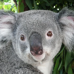 Koala Portrait