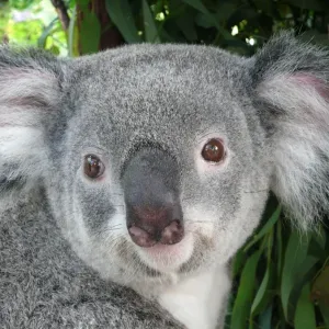 Koala Portrait Koala Portrait