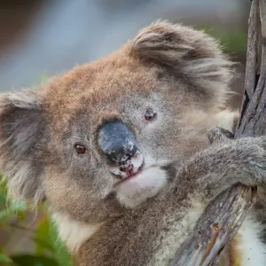 Australia Koala Print
