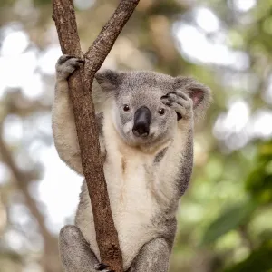 Koala in Queensland, Australia