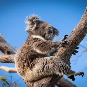 Koala sitting in a gum tree Koala sitting in a gum tree