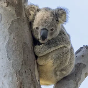 Un koala sentado en un árbol de goma.