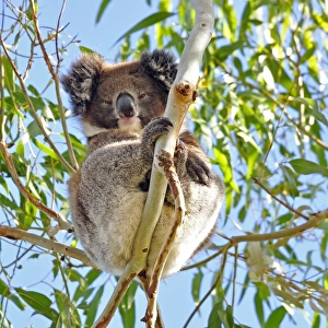 Koala sitting on tree