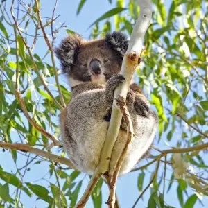 Koala sitting on tree Koala sitting on tree