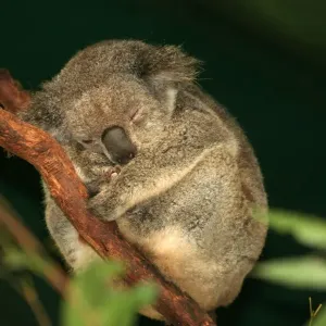 Koala Print in Tree