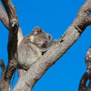 Koala Print - Australian Landscape Scene