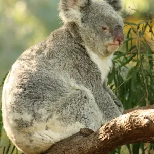 Koala On Tree Koala On Tree