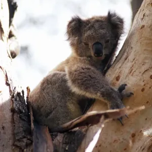 A koala in a tree A koala in a tree