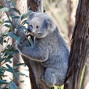 Koala in tree Koala in tree