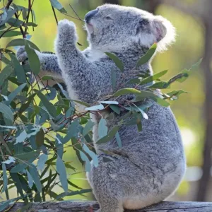 Koala in tree