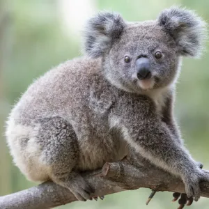 Print of a Koala on a Tree Branch Print of a Koala on a Tree Branch