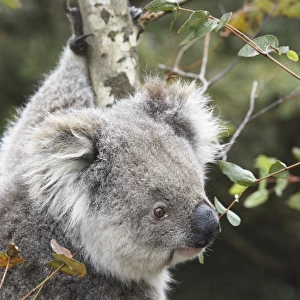 Koala in tree, Kangaroo Island, Phascolarctos cinereus, Australia