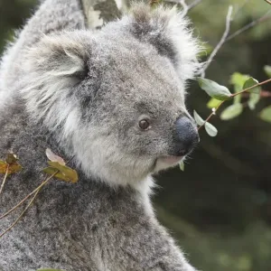 Koala in tree, Kangaroo Island, Phascolarctos cinereus, Australia