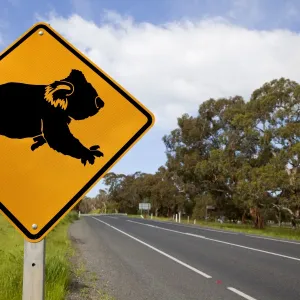 Koala warning sign