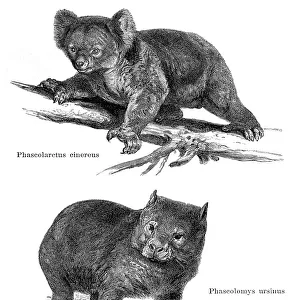 Koala and wombat in Australia illustration 1896