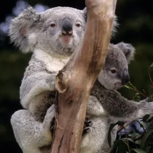 Koalas Print, Southern Australia