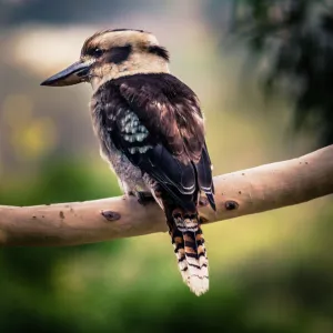 Kookaburra