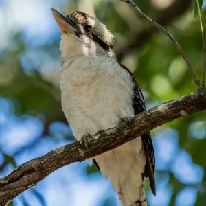 Blue Winged Kookaburra Print
