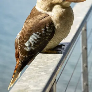 Kookaburra