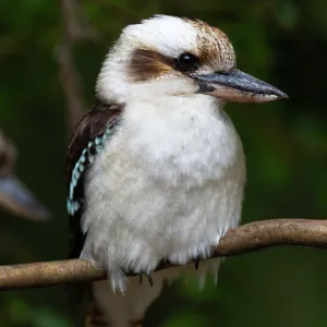 Kookaburra