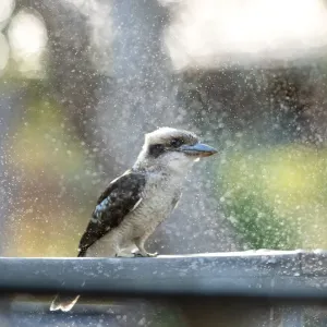 Kookaburra enjoying a sprinkler spray on a hot day