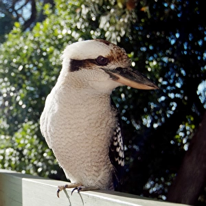 Kookaburra with head turned to the side