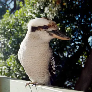 Kookaburra with head turned to the side Kookaburra with head turned to the side