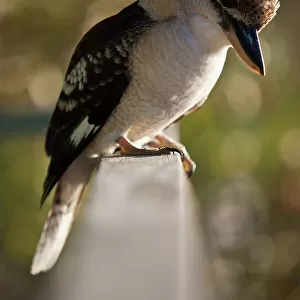Kookaburra perched