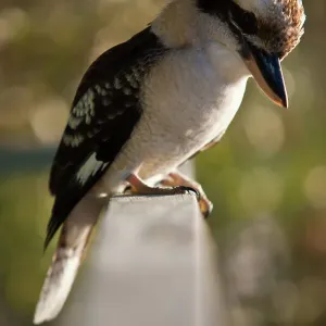 Kookaburra perched Kookaburra perched