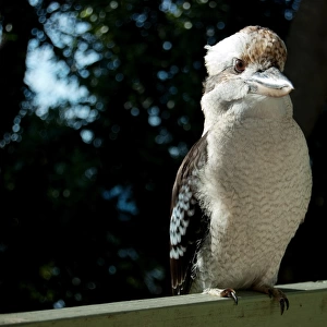 Kookaburra perched on railing